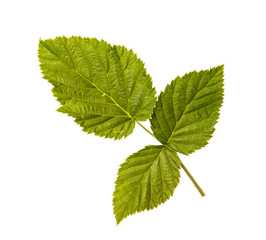 Naklejka na ściany i meble Leaves of a raspberry bush on a white isolated background. Space for text.