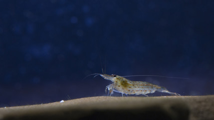 Shrimp in the aquarium