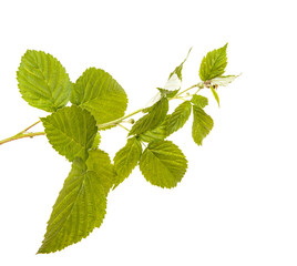 Branch of a raspberry bush on a white isolated background. Space for text.