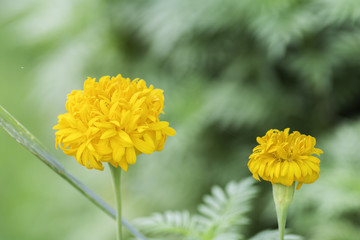 Fototapeta premium Marigold flowers on the background blurred.