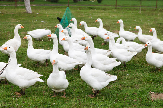 Domestic goose herd