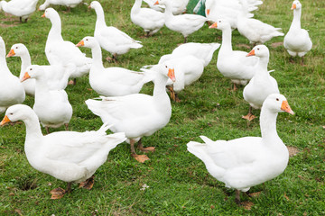 Domestic goose herd