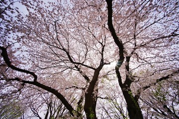 Fototapeta premium 満開の桜