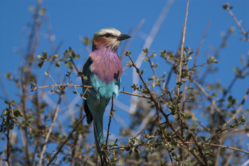 Lilac-breasted roller, south Africa
