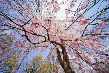枝垂桜