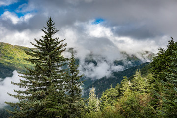 Evergreen trees with cloud covered hills