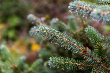 Close up view of an evergreen branch
