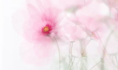 Crédence de cuisine en verre imprimé Fleurs seule fleur rose surréaliste de rêve