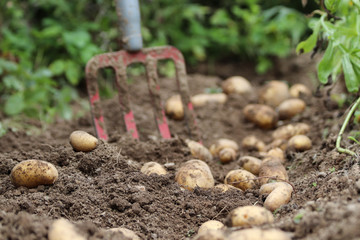 Kartoffelernte im Biogarten