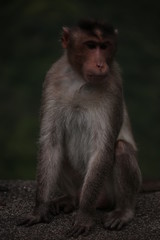 Obraz premium monkey