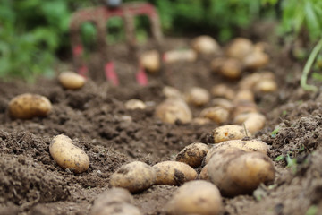 Kartoffelernte im Biogarten