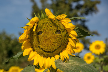 Sonnenblumen - Smiley