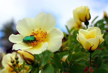 A green beetle in the sun on a wild rose flower eats flowers