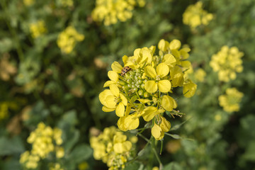 Gelbes Rapsfeld mit Marienkäfer auf der Blüte