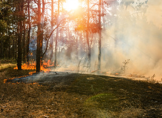 fire forest, wildfire