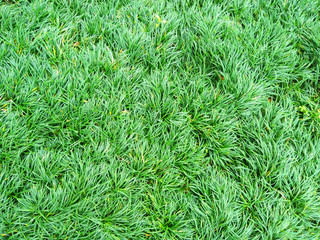 Green grass topview