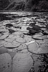 Lilly Pads Black and White
