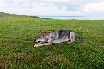 Search Photos Chien Loup