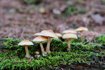 Wild mushrooms growing in a forest