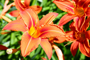 Flowers  on a clear day, in the rays of a warm sun, use as background