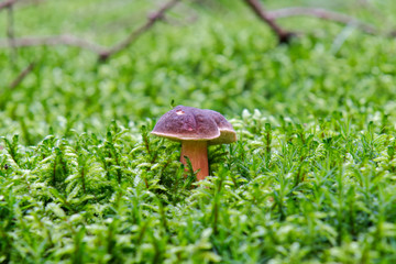 Wild mushroom growing in a forest