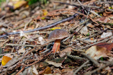 Wild mushroom growing in a forest