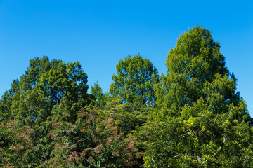 Obraz premium 晴れた日の公園の風景