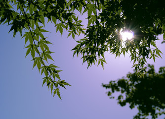 葉　逆光　素材