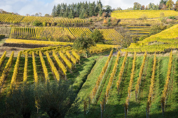 Fototapeta premium Weinberge in der Pfalz im Herbst