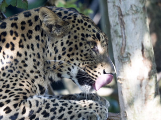 portrait of Sri Lanka Leopard, Panthera pardus kotiya