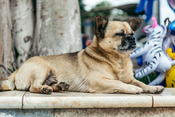 Obraz premium A lovely golden retriever