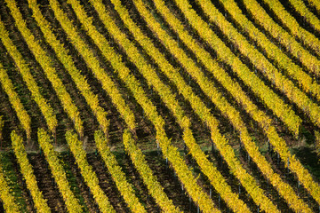 Weinberge in der Pfalz im Herbst