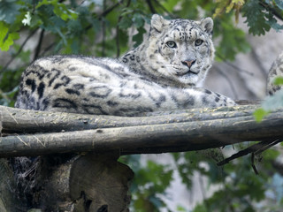 Obraz premium Snow leopard, Uncia ucia, hidden in branches