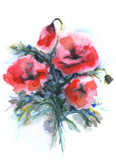 poppies  illustration hand drawn painted watercolor 