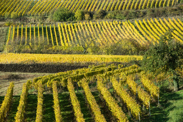 Fototapeta premium Weinberge in der Pfalz im Herbst