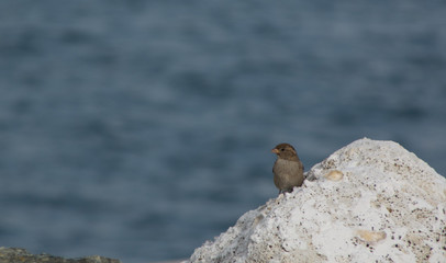 Sparrow only on rocks, colors, sea backgrounds
