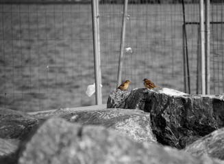 sparrows together on rock
