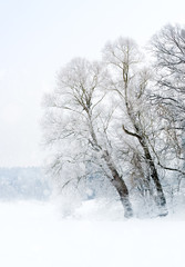 winterlandschaft schneebedeckte bäume im nebel