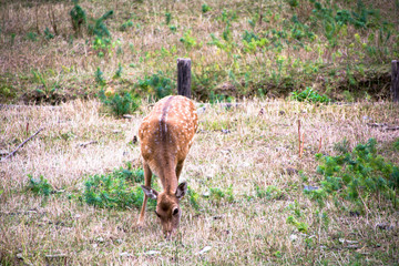 bambi pasturing deer puppy