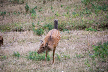 nature deer mammal portraits