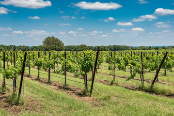Fototapeta na wymiar Wide angle view of landscape of vineyard