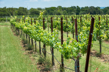 Fototapeta na wymiar Row of new grape vines in the vineyard