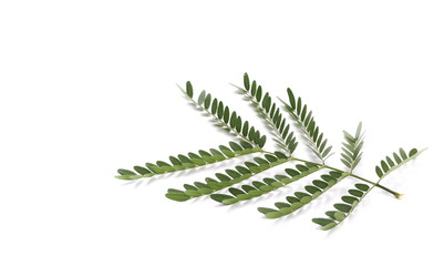 Acacia leaves with branch  isolated on white background, top view