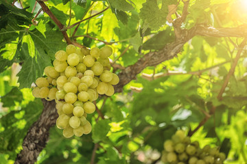 Vineyards at sunset in autumn harvest. Ripe grapes in fall.