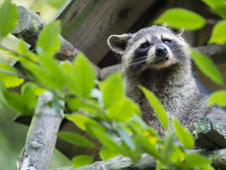 American raccoon, Procyon lotor, curiously watches the surroundings