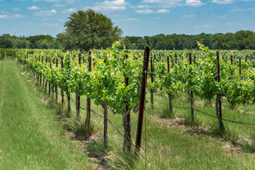 Fototapeta na wymiar Rows of new grape vines in a Texas hill country vineyard