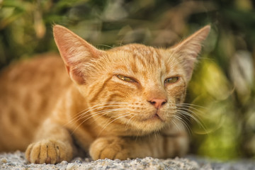 Beautiful kitty is sitting on the concrete wall with green tree at the background