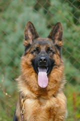 Close up of German Shepherd Portrait