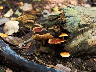 Mushrooms on a tree trunk, late fall