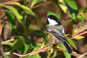 Black capped Chickadee perched on tree branch